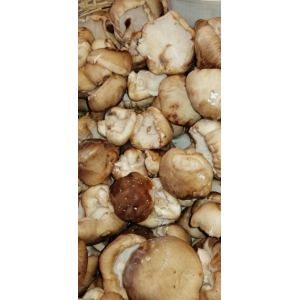 Shiitaké frais
