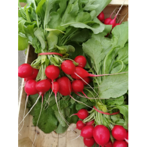 Radis rouge rond