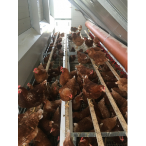 6 œufs bio multicalibre