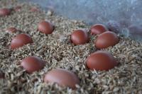 6 œufs  poule début de ponte calibre petit