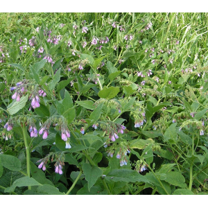 Plant de consoude de russie