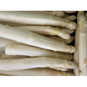 Asperges gros calibre (+ 22 mm)