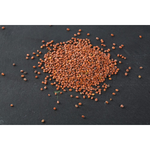Graines de radis daïkon vert vrac 50g