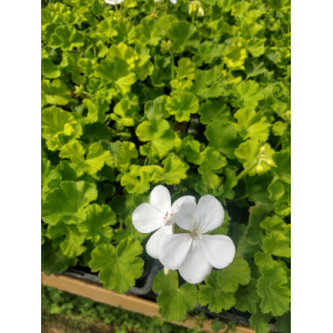 Geranium zonal blanc