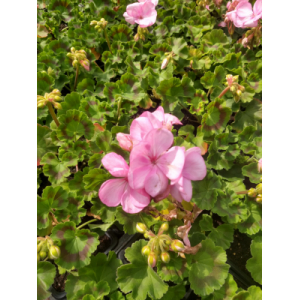 Geranium zonal rose