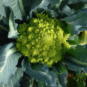 Chou romanesco x 12