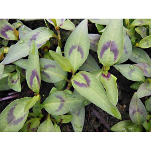 Plant de coriandre vietnamienne ou rauram