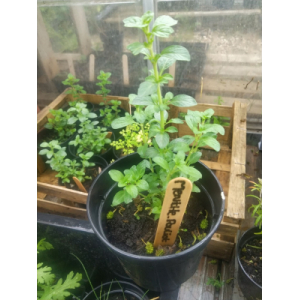 Plant de menthe pouliot aquatique