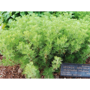Plant d'artemisia abrotanum -la plante 'cola'