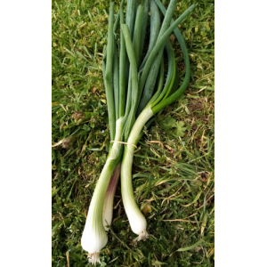 Botte oignons frais bio