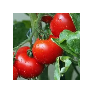 Plant de tomates saint-pierre