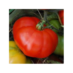 Tomate joie de la table