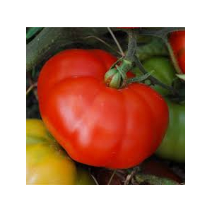 Tomate marmande