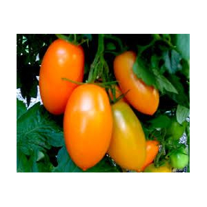 Tomate orange banana