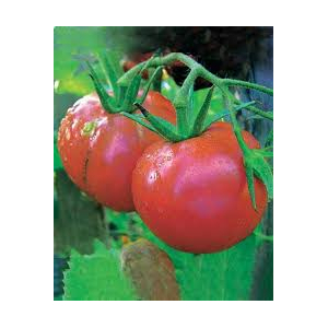 Tomate rose de berne