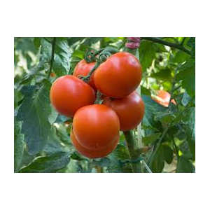 Tomate saint- pierre