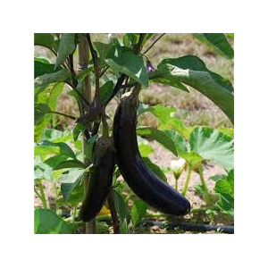 Aubergine barbentane