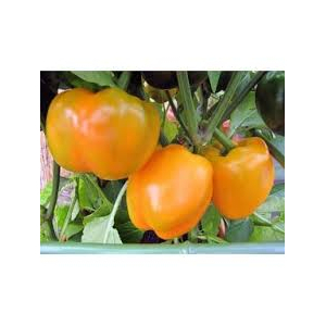 Poivron california wonder orange