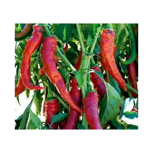 Poivron long doux des landes