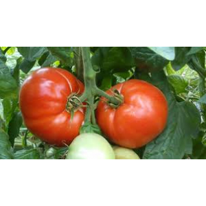 Tomate merveille des marchés