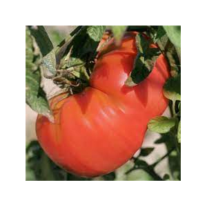 Tomate beefsteak