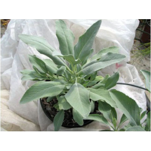 Plant de sauge blanche