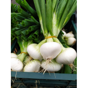 Oignons blancs en botte