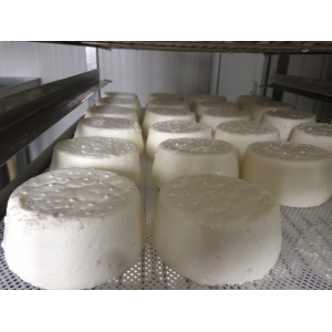 Gros mon cherier brebis