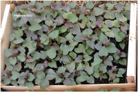 Plant patate douce