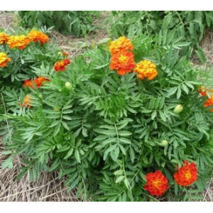 Plant œillet d'inde nain (annuelle)