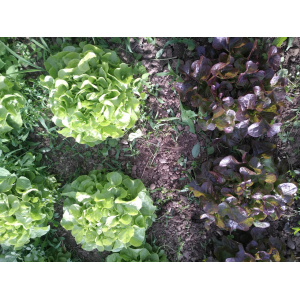 Feuille de chêne rouge