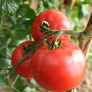 Plant tomate - merveille des marchés