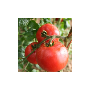 Plant tomate - merveille des marchés