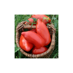 Plant tomate - cornue des andes