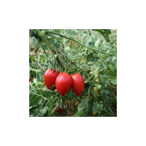 Plant tomate - de berao