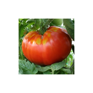 Plant tomate - beefsteak