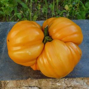 Plant tomate - ananas jaune