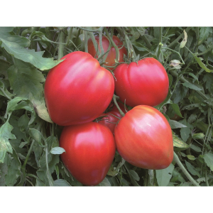 Plant tomate - cœur de bœuf rouge
