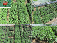 Plant tomate - gregory altaï