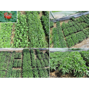 Plant tomate - gregory altaï