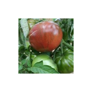 Plant tomate - noire de crimee