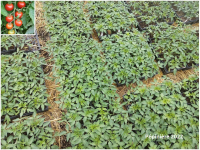 Plant tomate cerise - cerise rouge