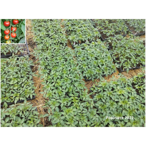 Plant tomate cerise - cerise rouge