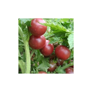 Plant tomate cerise - cerise noire