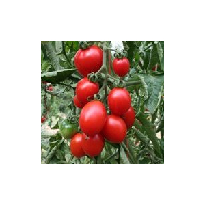 Plant tomate cerisette brin de muguet