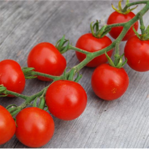 Plant tomate cerise - delice des jardiniers