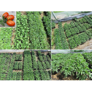 Plant tomate cerise - prune noire