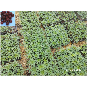 Plant tomate cerise - black cherry