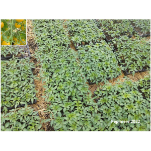 Plant tomate cerise - clementine
