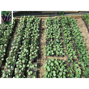 Plant aubergine - alexandra